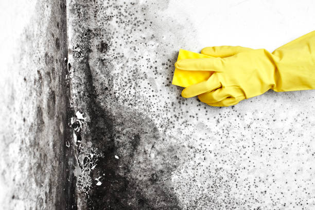 Best Post-Construction Mold Inspection  in Cheboygan, MI