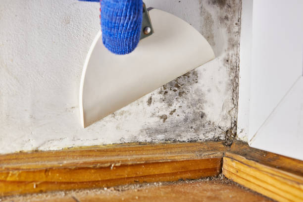 Best Forensic Mold Investigation  in Cheboygan, MI